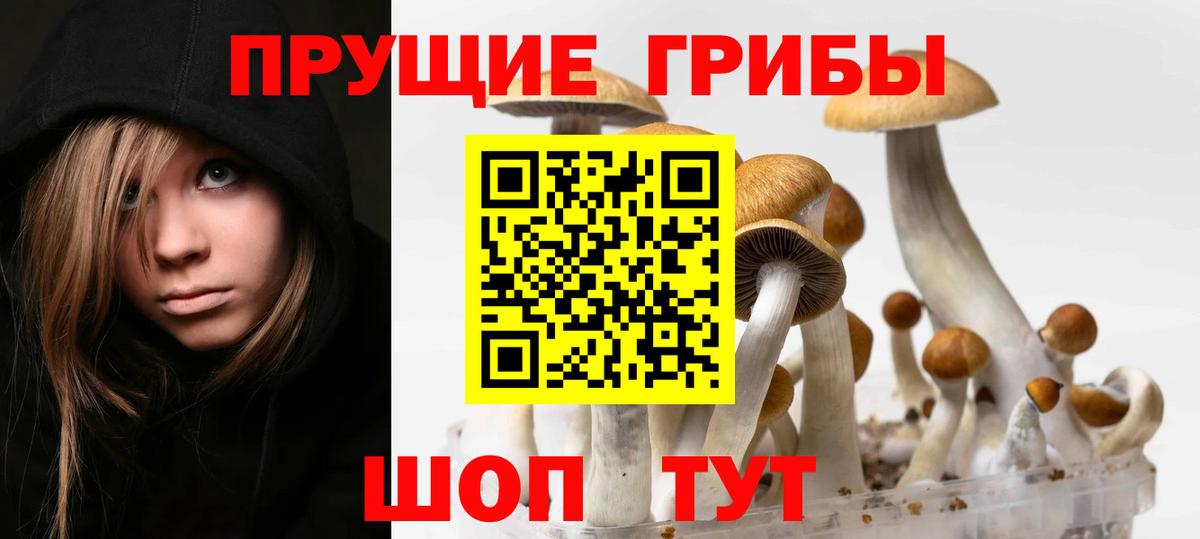 Галлюциногенные грибы Psilocybe Черняховск